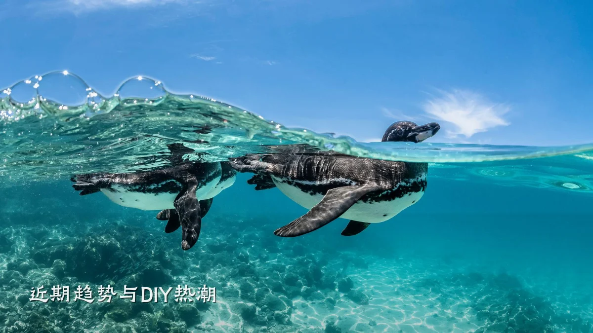 近期趋势与DIY热潮