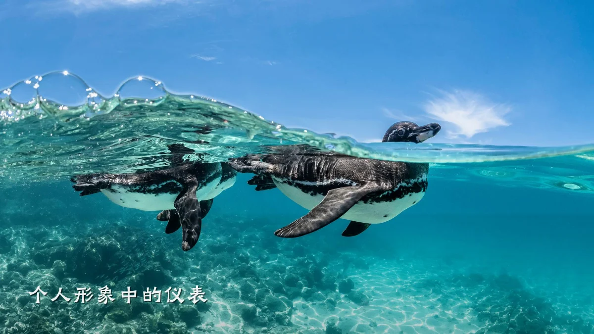 个人形象中的仪表