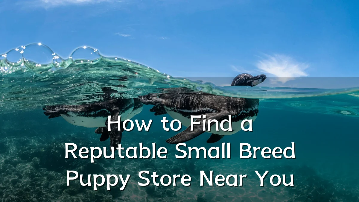 How to Find a Reputable Small Breed Puppy Store Near You